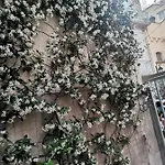Le Camelie * Altamura
