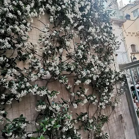 Le Camelie * Altamura